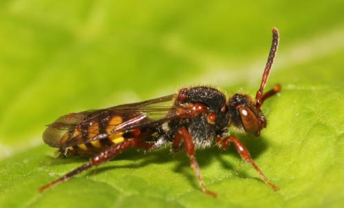 Réf. 339 649 : Nomada sp.